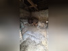 Ma-Cabane - Vente Terrain Saint-Gildas, 1752 m²