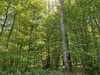 Ma-Cabane - Vente Terrain SAINT HILAIRE LES ANDRESIS, 81751 m²
