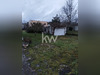 Ma-Cabane - Vente Terrain Saint-Jean-de-Braye, 607 m²