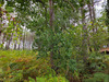 Ma-Cabane - Vente Terrain SAINT JULIEN EN BORN, 40000 m²