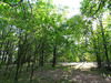 Ma-Cabane - Vente Terrain SAINT-LAURENT-DES-HOMMES, 5000 m²