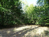 Ma-Cabane - Vente Terrain SAINT-LAURENT-DES-HOMMES, 5000 m²