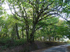 Ma-Cabane - Vente Terrain SAINT-LAURENT-DES-HOMMES, 10260 m²