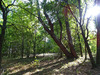 Ma-Cabane - Vente Terrain SAINT-LAURENT-DES-HOMMES, 10260 m²