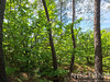Ma-Cabane - Vente Terrain SAINT-MARTIN-DE-BOUBAUX, 24800 m²
