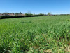 Ma-Cabane - Vente Terrain SAINT MICHEL LE CLOUCQ, 1700 m²