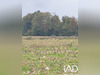 Ma-Cabane - Vente Terrain Saint-Pierre-de-Buzet, 4648 m²