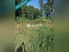 Ma-Cabane - Vente Terrain Saint-Savin, 1248 m²