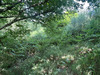 Ma-Cabane - Vente Terrain SAINT YRIEIX LA PERCHE, 29147 m²