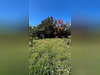 Ma-Cabane - Vente Terrain Saussan, 529 m²