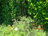 Ma-Cabane - Vente Terrain SCAER, 45519 m²