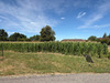 Ma-Cabane - Vente Terrain SENS SUR SEILLE, 9020 m²