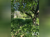 Ma-Cabane - Vente Terrain Thomery, 622 m²