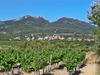 Ma-Cabane - Vente Terrain VACQUEYRAS, 0 m²