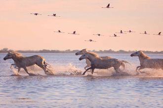 achat appartement le-grau-du-roi 30240