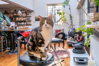 achat appartement les-lilas 93260