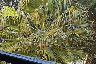 achat appartement linguizzetta 20230