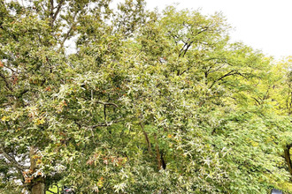 achat appartement sevres 92310