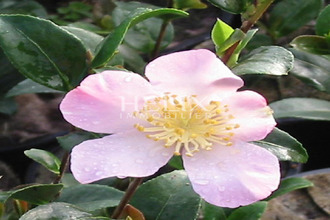 achat appartement st-germain-en-laye 78100