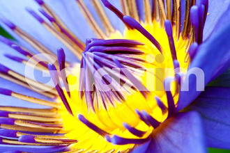 achat boutique cesson-sevigne 35510