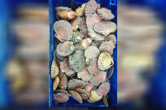 achat boutique plerin 22190