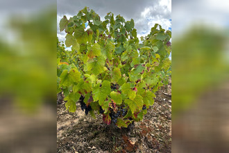 achat divers regnie-durette 69430