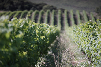 achat divers roquessels 34320