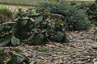 achat localcommercial vannes 56000