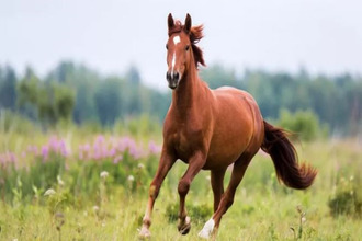 achat maison alencon 61000