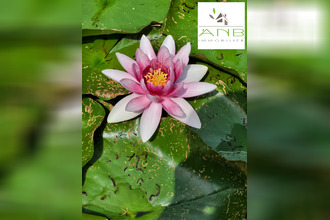 achat maison bussac-sur-charente 17100