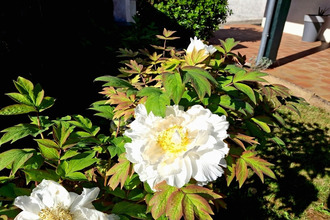 achat maison casteljaloux 47700