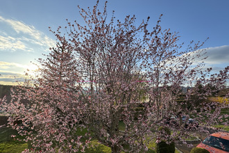 achat maison cours-la-ville 69470