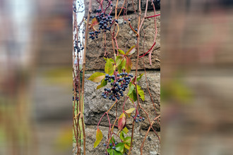 achat maison dinan 22100