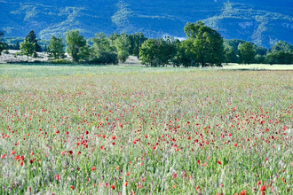 achat maison forcalquier 04300