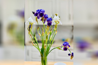 achat maison gorbio 06500