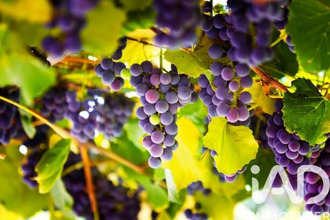 achat maison l-isle-sur-la-sorgue 84800