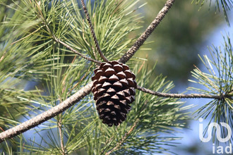 achat maison la-teste-de-buch 33115