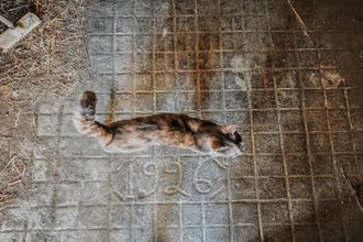 achat maison miramt-de-quercy 82190