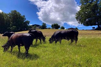 achat maison mtauban 82000