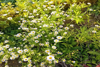 achat maison nemours 77140