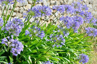 achat maison pleubian 22610