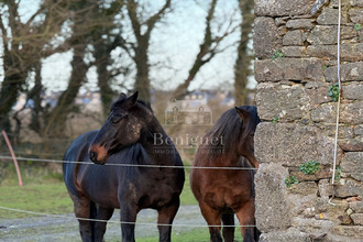 achat maison plourin 29830