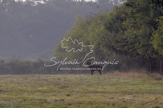 achat maison sennely 45240