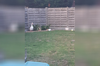 achat maison somain 59490