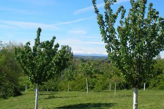 achat maison st-felix-lauragais 31540