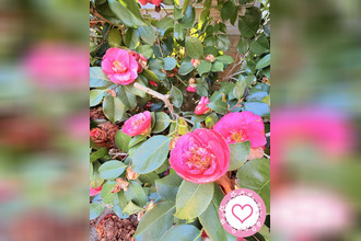 achat maison sully-sur-loire 45600