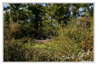 achat maison touchay 18160