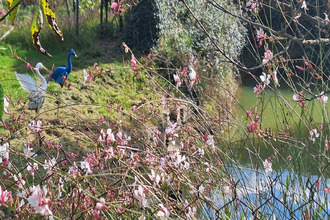 achat maison trie-sur-baise 65220