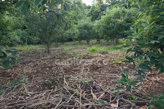 achat terrain baillif 97123