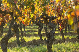 achat terrain baixas 66390